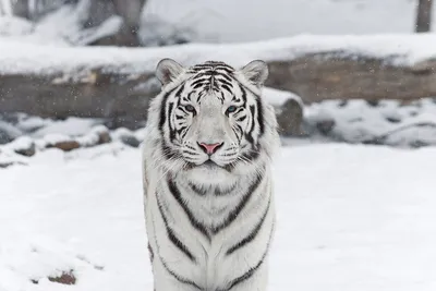 Погружение в зимнюю сказку: тигр на снегу