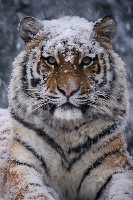 Очарование белого покрова: тигр на снегу