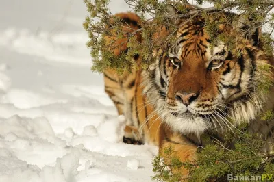 Мощь природы: тигр на снегу