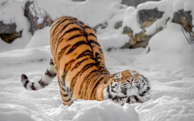 Застывший момент дикой красоты: тигр на снегу