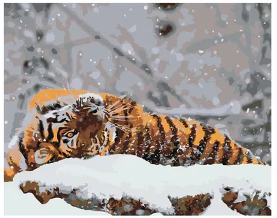 Белая стихия и могущественный хищник: тигр на снегу
