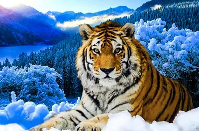 Удачный снимок: тигр на снегу
