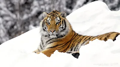 Великолепная обстановка: тигр на снегу