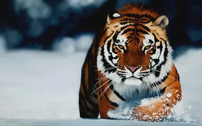 Тигр на снегу: красота во льдах