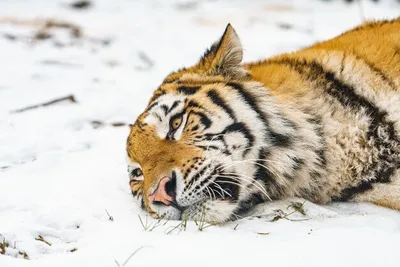 Зимние игры в лабиринте снега: тигр на снегу