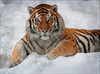 Белоснежная гавань для дикого хищника: тигр на снегу
