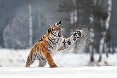 Зимняя одиссея дикой природы: тигр на снегу