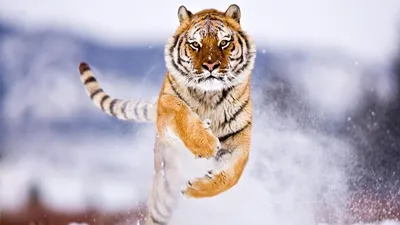Увлекательная встреча: тигр на снегу