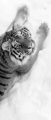Невероятная атмосфера зимних ландшафтов: тигр на снегу