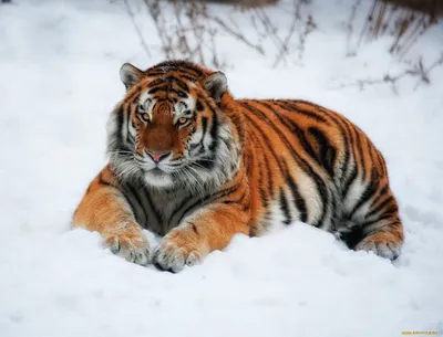 Взгляд, проникающий сквозь снежные ветви: тигр на снегу