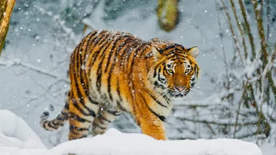 Зимние хроники великого тигра: тигр на снегу