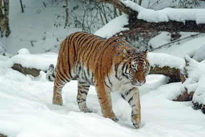 Мощь и грация: тигр в снежной просторности