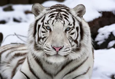 Ледяные глаза великана: тигр на снегу