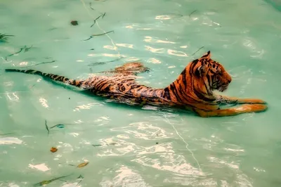 Картина Красивый Тигр В Воде — стоковые фотографии и другие картинки 2015 -  2015, Вертикальный, Вода - iStock