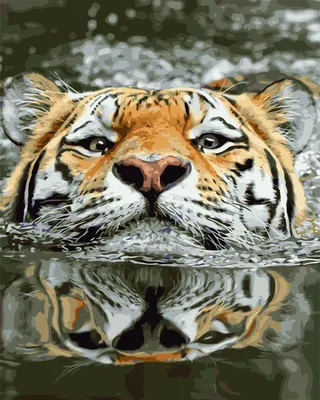 Белый тигр в воде стоковое фото. изображение насчитывающей мужчина -  156254090