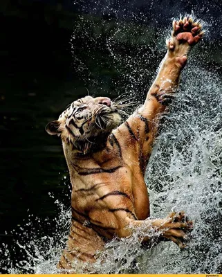 Королевский Бенгальский Тигр В Воде — стоковые фотографии и другие картинки  2015 - 2015, Азия, Бангладеш - iStock
