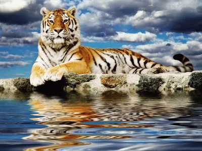 Белый тигр под водой плавает» — создано в Шедевруме