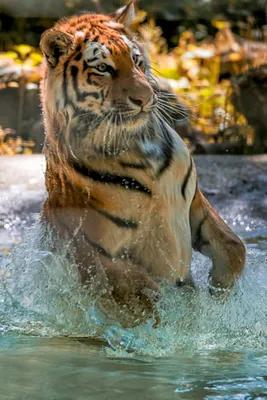 Тигр в воде стоковое фото. изображение насчитывающей сторона - 48394554