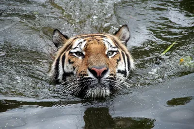 Картина по номерам \"Тигр в воде\"