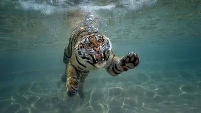 Тигр под водой - 74 фото