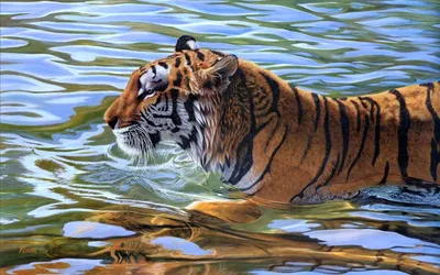 Тигр Вода Плавать - Бесплатное фото на Pixabay - Pixabay