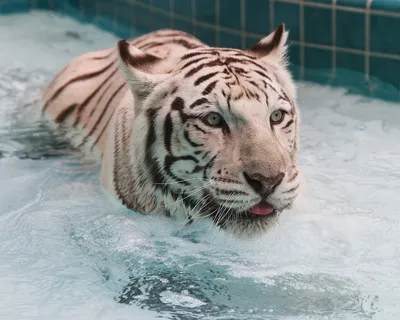 Скачать обои тигр, морда, вода, взгляд, водоем разрешение 2560x1600 #271523
