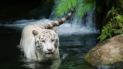 Животное хищник белый тигр в воде. Открытая пасть с клыками. Морда белого  тигра | Обои для телефона