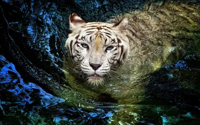 Lori Картина по номерам Тигр у воды 30x20 см - Акушерство.Ru
