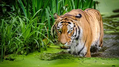 Картина на холсте \"Тигр у воды\"