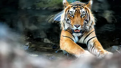 Купить Новая половина руки животного большая картина Лев Тигр Волк голова  переноса воды татуировки наклейки | Joom