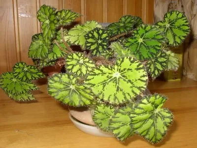 Бегония тигровая, Begonia Tiger (ID#1482239319), цена: 89 ₴, купить на  Prom.ua