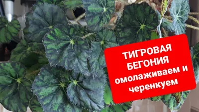 Бегония \"Boweri Tiger\" или \"Бегония тигровая\" или Бегония Бауэра (Begonia  boweri \"Tiger Paws\"), вместе с горшком — купить в Красноярске. Горшечные  растения и комнатные цветы на интернет-аукционе Au.ru