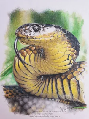 Уникальные изображения Тигровой змеи