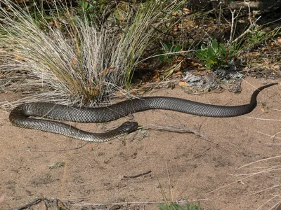 Фото Тигровой змеи в формате PNG