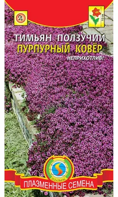 Тимьян ползучий 'Albiflorus' | Многолетние в Москве, МО