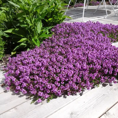 Тимьян ползучий Альбифлорус: купить в Москве саженцы Thymus serpyllum  Albiflorus в питомнике «Медра»