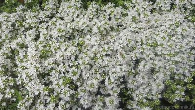 Thymus serphyllum 'Elfin' - Тимьян лимоннопахнущий \"Элфин\", купить в  питомнике, Времена года Лесколово