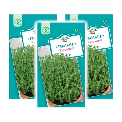 Тимьян ползучий белый \"Albiflorus\" (Thymus praecox \"Albiflorus\")