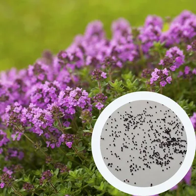 Тимьян ползучий белый \"Albiflorus\" (Thymus praecox \"Albiflorus\")