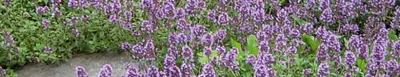 Тимьян ползучий (Thymus serphyllum) Р9 — Питомник Летний сад