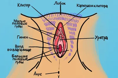 Виды женских пизд - порно фото и картинки hotbaba.xyz