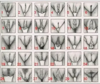 Типы женских писек порно (51 фото) - порно trahbabah.com