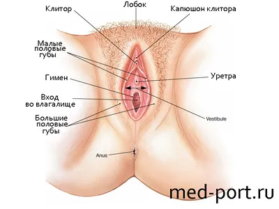 Заболевания женских половых органов - Urosvit