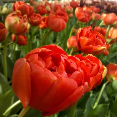 Tulipa Double Early 'Abba' Tulip from ADR Bulbs