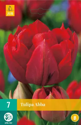 10 x Tulipa Double Early Abba - Most Exquisite Tomato Red Tulip – Spring  Flowering Bulbs - Sun Loving Perennial - Welcome Addition to Any Garden -  for Your Beautiful Spring Garden : Amazon.co.uk: Garden