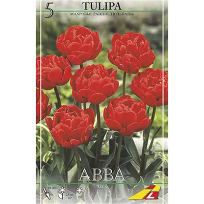 tulipa tulip abba double early red flowers fritillaria imperialis rubra  maxima spring planting scheme combination mixed mix Stock Photo - Alamy