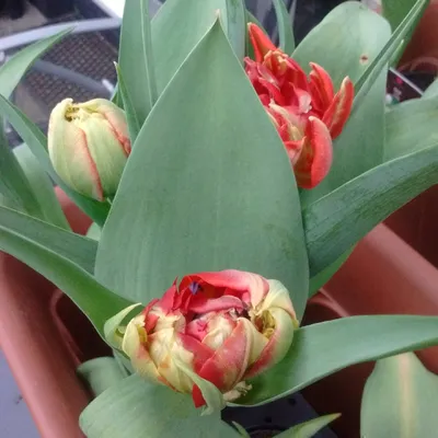 Тюльпан 'Abba' — Растения Оптовая FlorAccess
