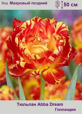 Tulipa 'Abba', Tulip 'Abba' (Double Early) in GardenTags plant encyclopedia