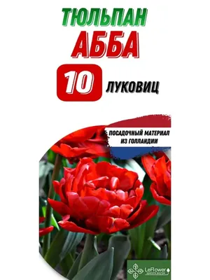 Купить Тюльпан Абба в Минске. Луковицы цветов, корневище, клубни растений  почтой.
