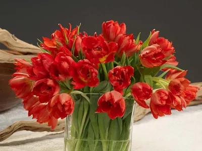 Tulipa 'Abba' (Double Early Tulip)